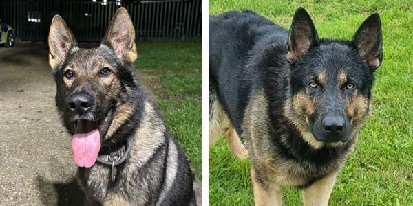 Police Dog Lewis (left) and Police Dog Kaiser (Right)
