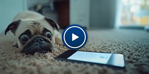 Video - dog staring at a ringing phone on the carpet which has accidently been used to dial 999