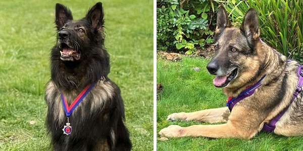 Retired police dogs Cain and Ollie