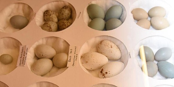 Some of the thousands of wild bird eggs seized.