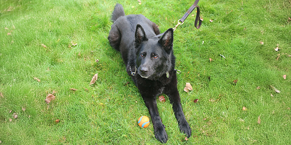 RPD Ivy, black German Shepherd