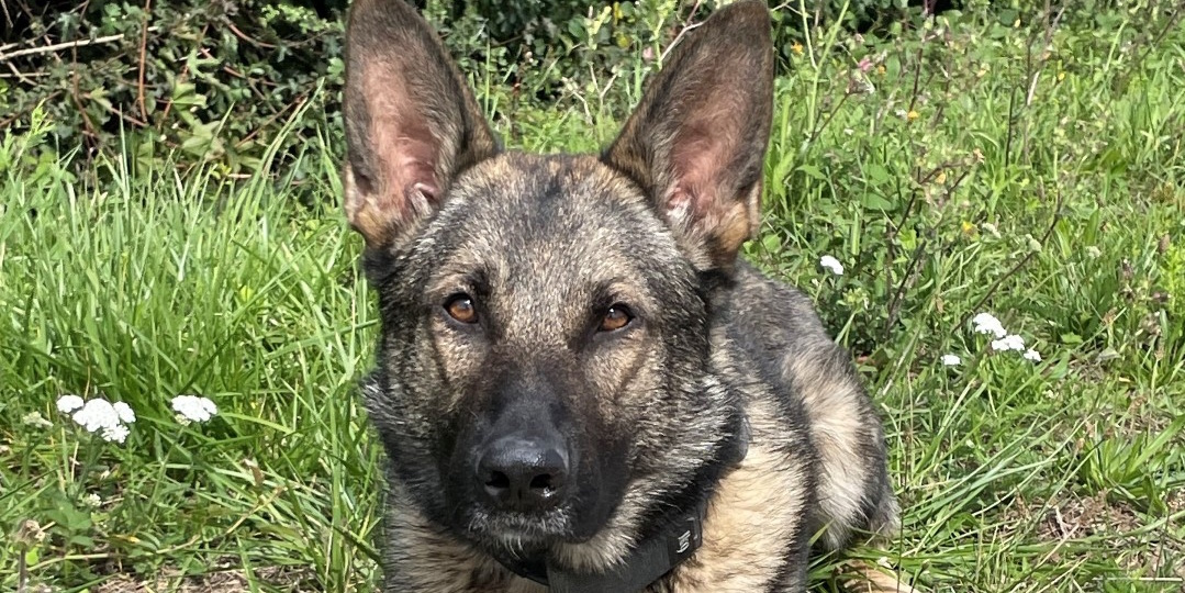PD Kyro