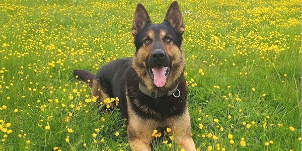 Police Dog Kaiser sitting in a grassy field with buttercups all around.