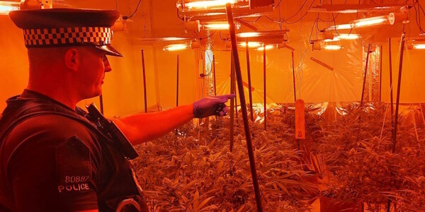 A neighbourhood policing officer surveys the cannabis plants