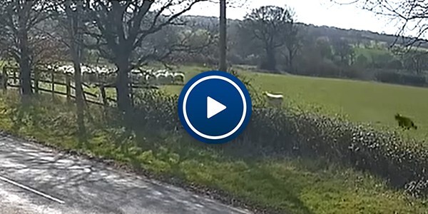 Video of dog chasing sheep in field