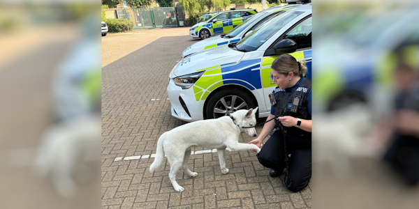 puppy at police station