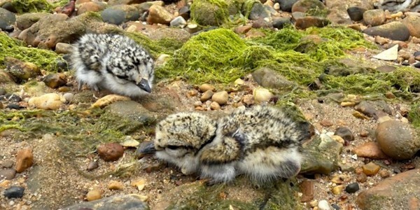 Ringed plover chicks on a beach