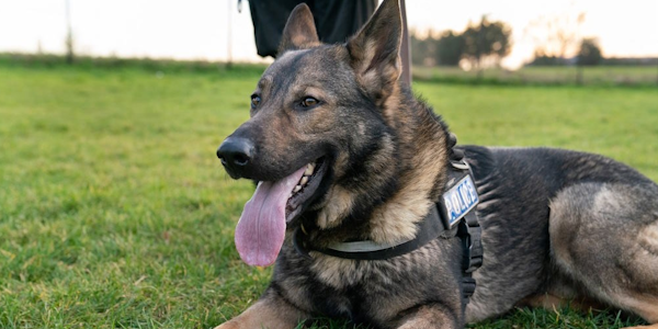 Tributes to Retired Police Dog Diesel