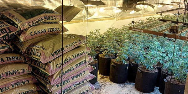 Cannabis cultivation 