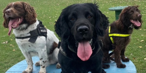 From left to right, we proudly introduce PD Milo, PD Loki and PD Gigi.