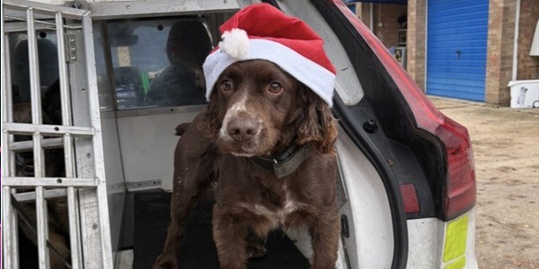 Police dog Dexter wearing santa hat in back of police transport