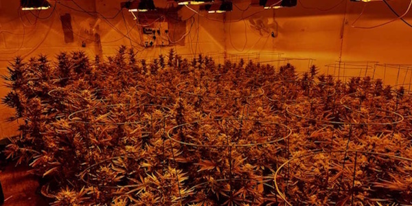 Cannabis grown Brightlingsea