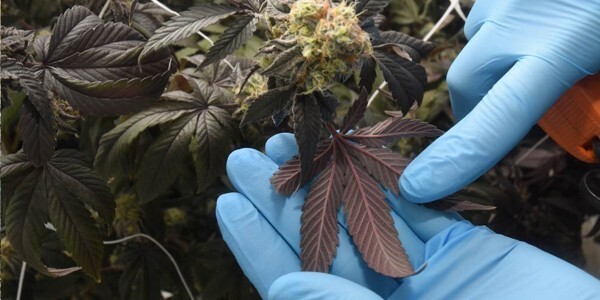 Cannabis plants and gloved hand holding a leaf