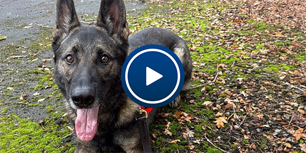 Police dog trials