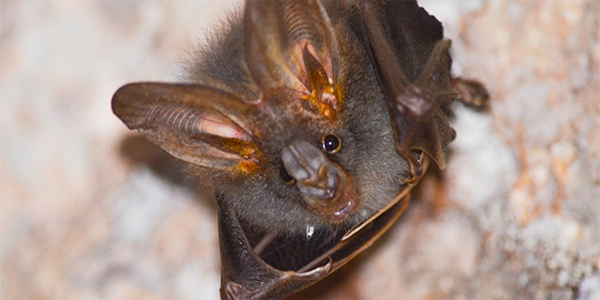 A vampire bat