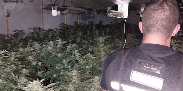 Officer inside a large room filled with young cannabis plants and growing equipment