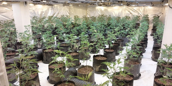 Cannabis grow uncovered inside former bank