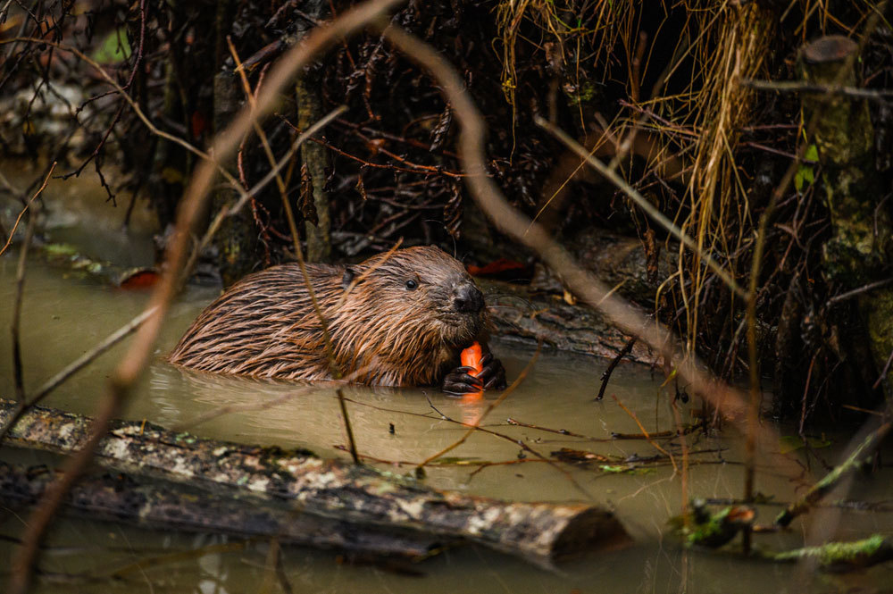 Released beaver eating a carrot in the stream 