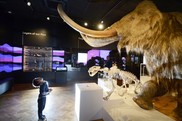 Boy viewing woolly mammoth exhibit at The Box