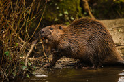 The female beaver 