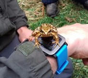Frog on a watch 