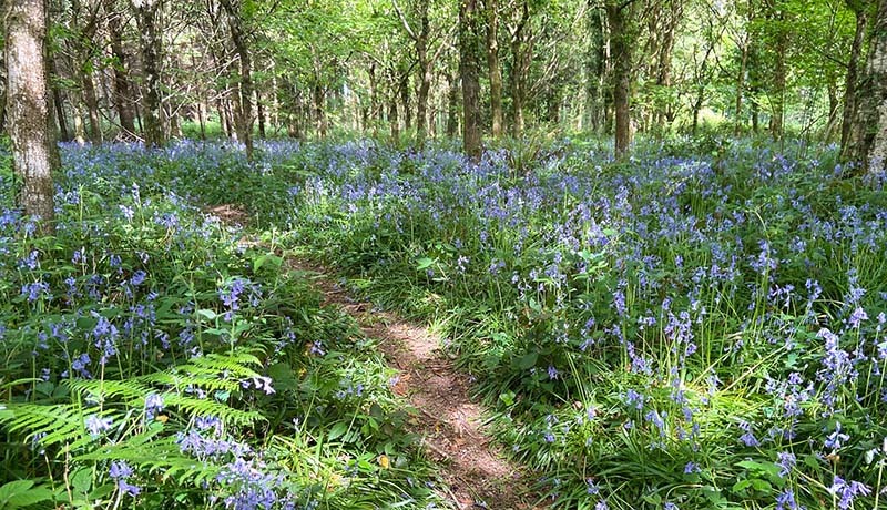 Bluebells in Cann Woods