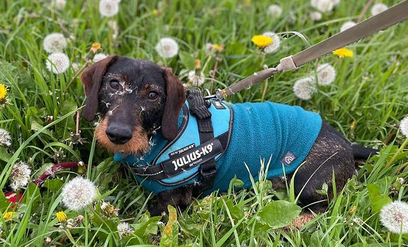 Percy the dachshund in long grass