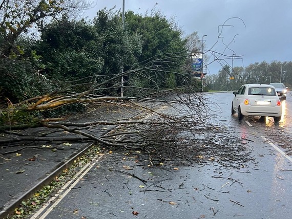 Fallen tree during Storm Ciarán