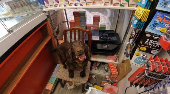 Tobacco detection dog Bran