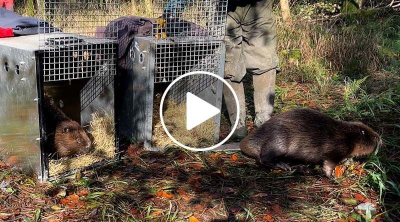 Beavers released at Poole Farm