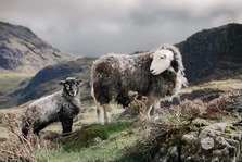 Herdwick