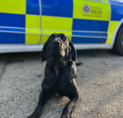 Labrador Essex Police Dog 