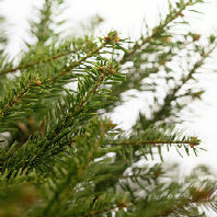 Real Christmas tree 1