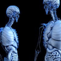 Skeleton image to show x-ray of lungs