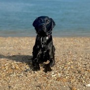 Dog on beach