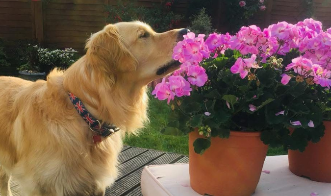 A dog smelling flowers