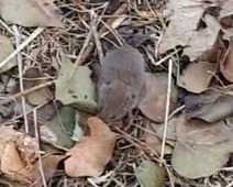 bank vole