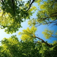 trees