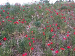 wildflower