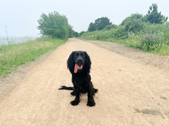 black dog on a coastal path