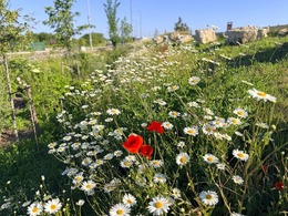 wildflowers