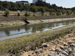 salt marsh plug planting