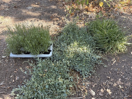 saltmarsh plants