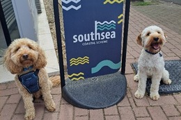 dogs