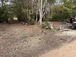 dead tree removal