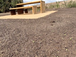 grass shoots