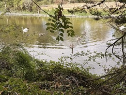 swans