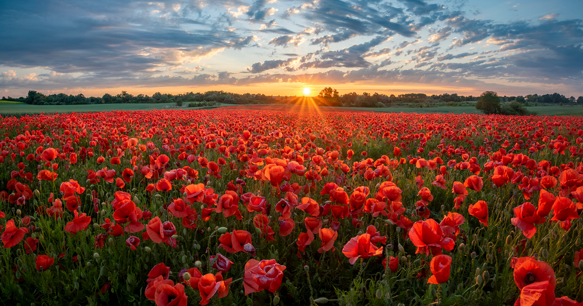 Field covered in poppies