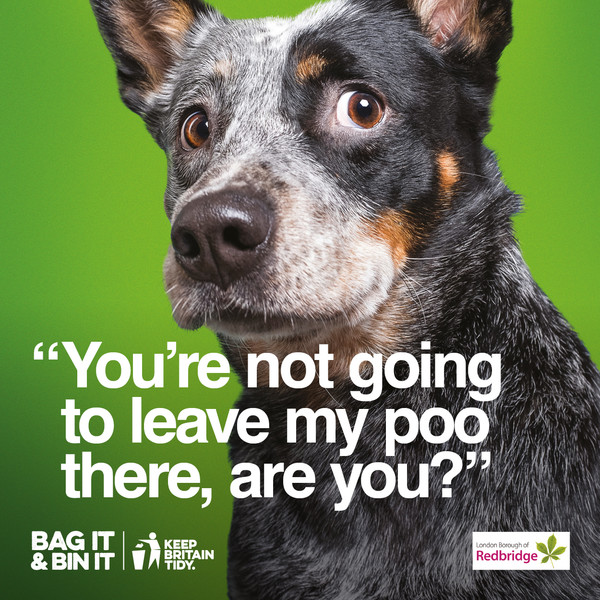 Image of dog