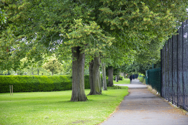Trees and pathway